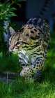 An ocelot at a local zoo Art Print